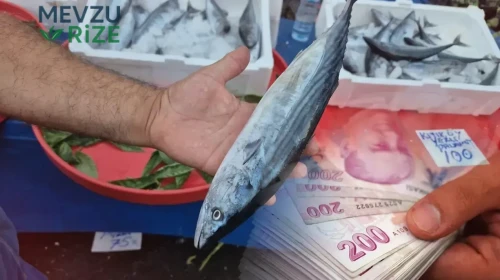 **Palamut Fiyatlarında Düşüş! 9 Eylül 2026'da Kilo ve Adet Fiyatları Ne Olacak?**