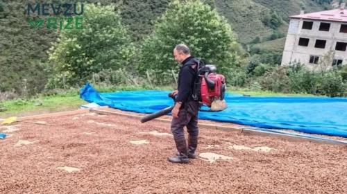 Giresun'da Fındık Üreticisi, Islanan Ürünlerini Suni Rüzgar ile Kurutmayı Başardı