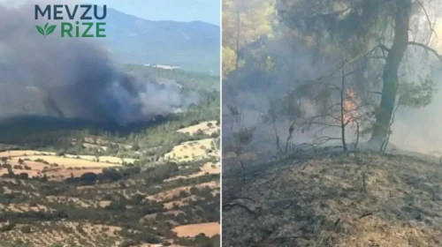 Çanakkale'de Yüksek Alevler Korkuttu: 8 Hektar Orman Alanı Yok Oldu