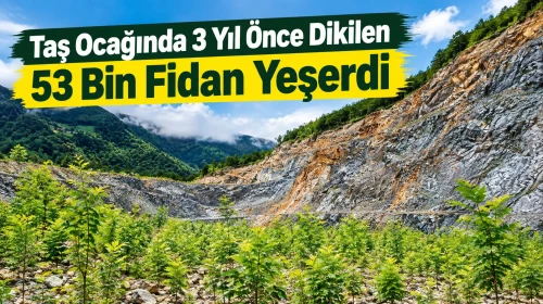Taş Ocağında 3 Yıl Önce Dikilen 53 Bin Fidan Yeşerdi