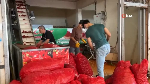 Besni'de kışlık salça telaşı başladı: Tezgahlardaki yerini aldı