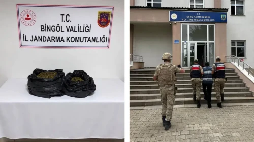 Bingöl'de Jandarma Ekiplerinden Büyük Uyuşturucu Operasyonu: 19.314 Kök Kenevir Yakalandı