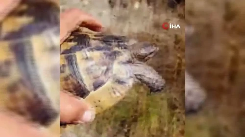 Bolu Orman Yangınında Yürekleri Dağlayan Görüntüler Ortaya Çıktı