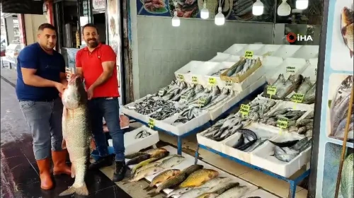 Batman'da 1,5 metre uzunluğunda 69 kiloluk balık satışa sunuldu
