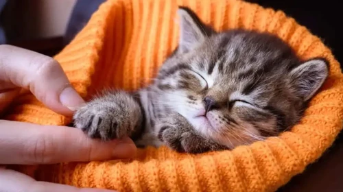 Düzce'de yavru kedi itfaiye ekiplerini peşinden koşturdu