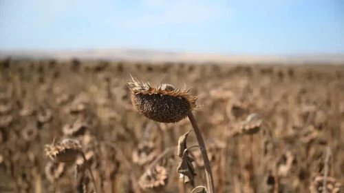 Edirne'de yerli ve milli ayçiçeği tohumu için düğmeye basıldı : 275 üretici yararlandı