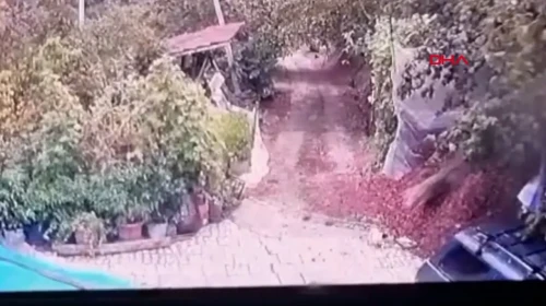 Düzce'de şehre inen kurt evin bahçesindeki köpeğe saldırdı
