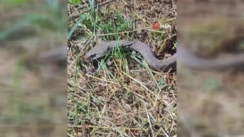 Hakkâri'de tarlada bir metreden büyük kocabaş yılanı görüldü