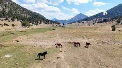 Isparta'nın yaylalarındaki yılkı atları dronla görüntülendi