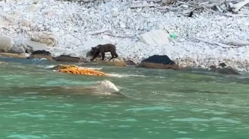 Kastamonu'da nehir kenarında yiyecek arayan ayı kameraya yakalandı