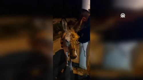 Sosyal Medya Bir Eşeği Daha Kurtardı: Kaybolan Eşek Sonunda Bulundu!