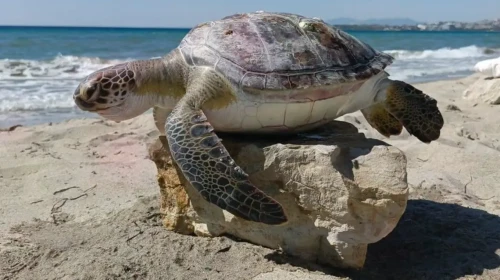 Kuşadası'nda Sahile Vuran Dört Deniz Kaplumbağası Hayatını Kaybetti