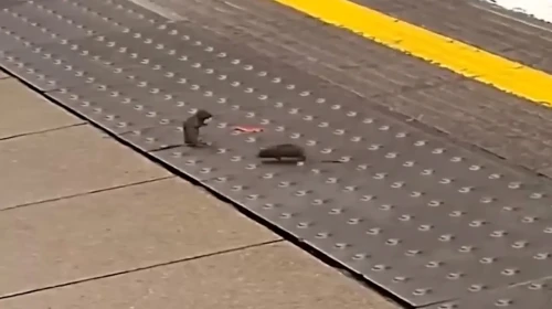Londra Metrosunda İki Fare Arasında İlginç Kavga Gözlemlendi!