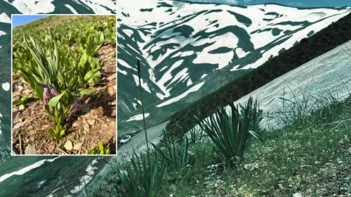 Üç yıl boyunca arandı: Dünyada sadece Muş’ta yetişen yeni tür bulundu