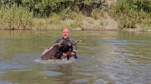 Muşlu Besici, Sürü İle Karasu Nehri'nde Ferahlatıcı Temizlik Yaptı!