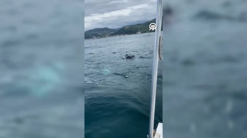 Kastamonu'da balıkçıların teknesine eşlik eden yunuslar, avlanan palamutları yemeye çalıştı
