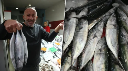 Tezgahlarda palamut izdihamı: Tanesi 50 liraya kadar düştü