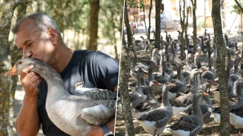 Pandemi Döneminde İstanbul'dan Köyüne Dönüp Kaz Üretiminde Rekor Kıran Çiftçi, Kars'a Kaz Satışı Yapıyor!