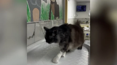 Sekizinci kattan ikinci kez düşen kedi, ilk kez uygulanan bir ameliyatla dört günde ayağa kalktı