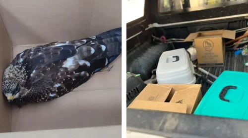 Sinop'ta Zarar Görmüş Doğan, Koruma Altına Alındı