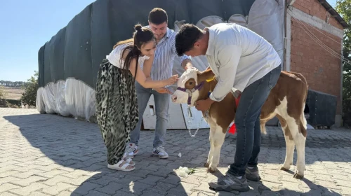 Tekirdağ'da düğünde sıra dışı hediye: Çanakkale'den fön çekip kurdele taktığı buzağıyla salonu salladı