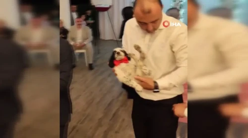 Trabzon'da av köpeği yavrusunu takı olarak taktı