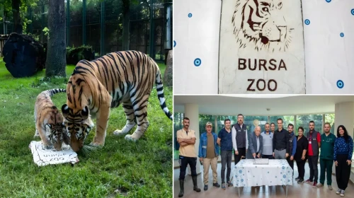 Türkiye'nin tek Amur Kaplanı için anlamlı kutlama: 100'üncü günü özel pasta ile kutlandı