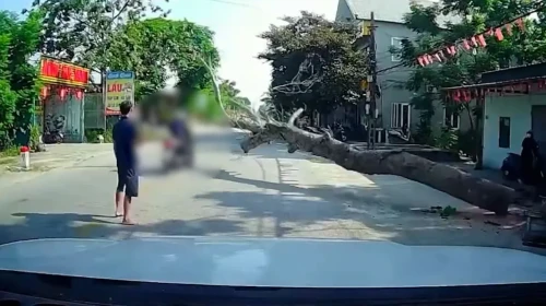 Vietnam'da kesilen ağaç motosikletlinin üzerine düştü: Sürücü olay yerinde hayatını kaybetti