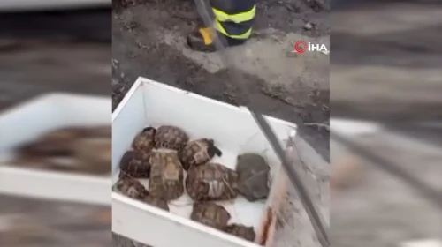 Yalova'da çıkan arazi yangınından 11 kaplumbağa kurtarıldı