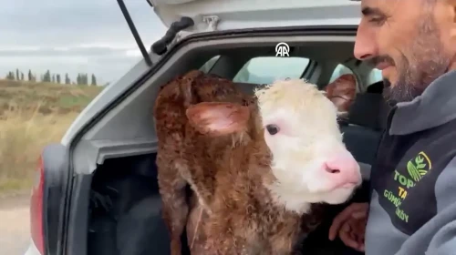 Doğum yapan inek ahıra kadar yavrusunun peşinden koştu
