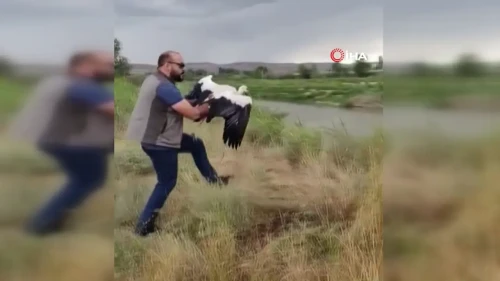 Kızılırmak Nehri'nin Kenarındaki Leylek Yeniden Doğaya Salındı