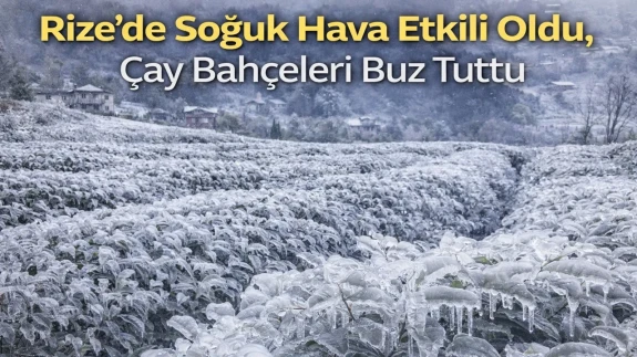 Rize’de Soğuk Hava Etkili Oldu, Çay Bahçeleri Buz Tuttu