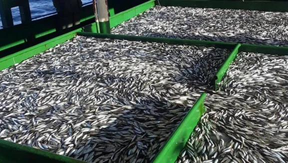 Rize’de Balık Tezgahlarında Fiyatlar Değişti