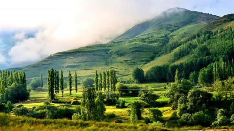 Rize'nin Yeşil Yaylaları ve Çay Ovası: Doğa ve Turizm Cenneti