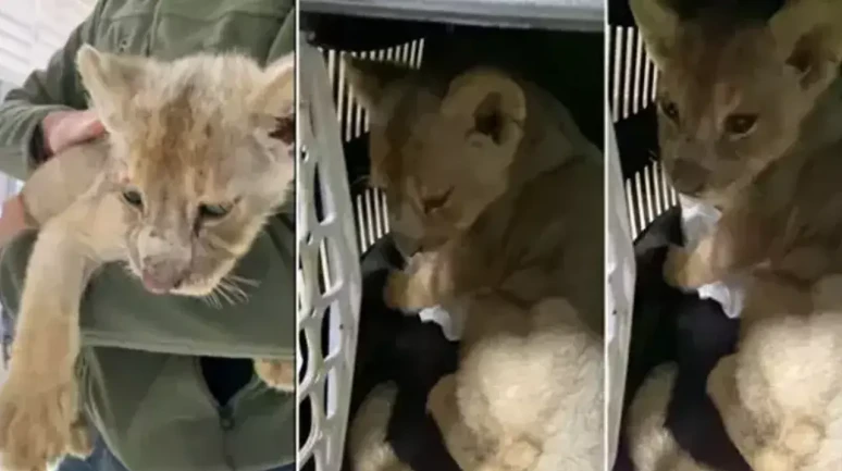 Tuzla’da yakalanan aslan yavrusu olayı nedir?