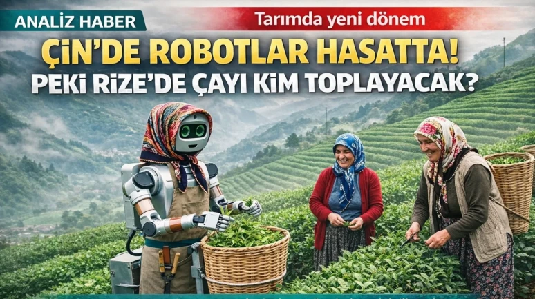 Çin'de Çay Hasadı Robotlara Emanet! Rize'de robotlar çay topladığında ne olacak?