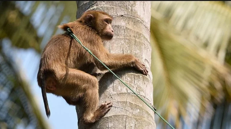 Uganda Maymun İç Savaşı Nedir? Kaç Maymun Öldü? (Bilimsel Gerçekler)