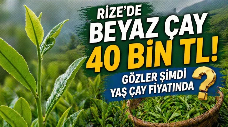Rize’de Beyaz Çay 40 Bin TL! Gözler Şimdi Yaş Çay Fiyatında