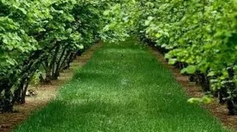 Trabzon Araklı'da fındık bahçesi mahkemeden satılıktır (çoklu satış)