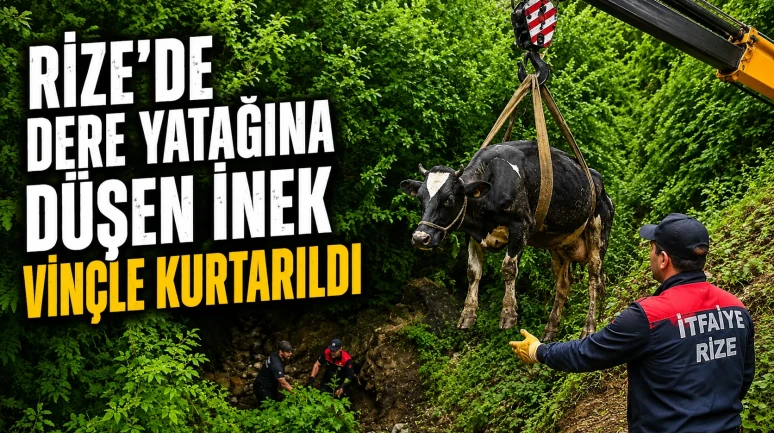 Rize'de dere yatağına düşen inek vinçle kurtarıldı