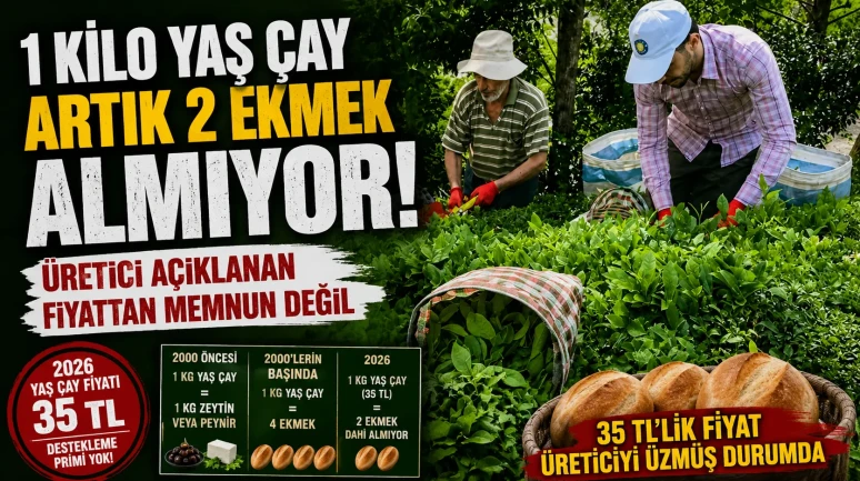 1 Kilo Yaş Çay Artık 2 Ekmek Almıyor! Üretici Açıklanan Fiyattan Memnun Değil