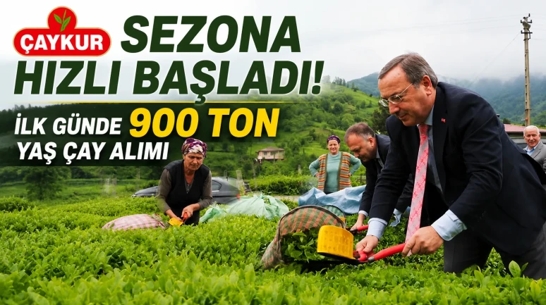 ÇAYKUR Sezona Hızlı Başladı: İlk Günde 900 Ton Yaş Çay Alımı