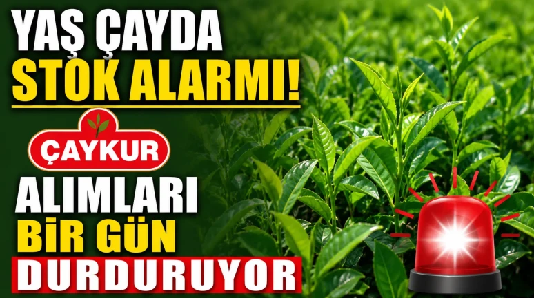 Yaş Çayda Stok Alarmı: ÇAYKUR Alımları Bir Gün Durduruyor