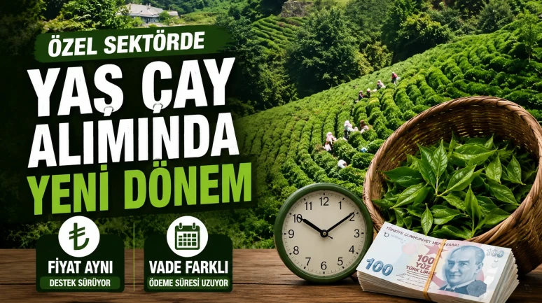 Özel Sektörde Yaş Çay Alımında Yeni Dönem: Fiyat Aynı, Vade Farklı