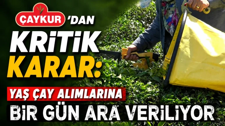 ÇAYKUR'dan Kritik Karar: Yaş Çay Alımlarına Bir Gün Ara Veriliyor