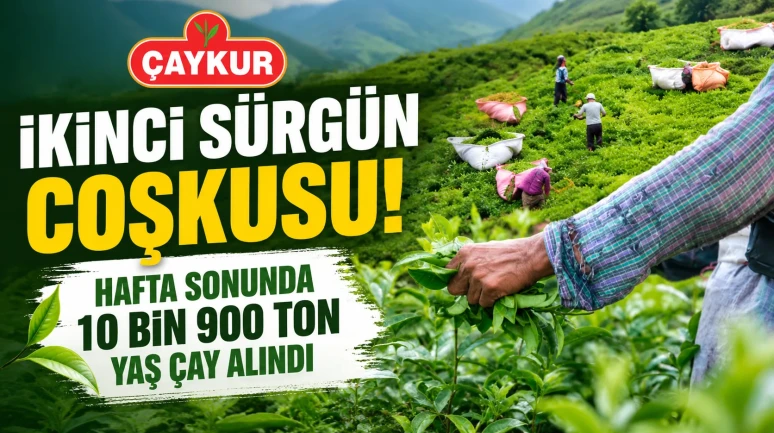 ÇAYKUR'da İkinci Sürgün Coşkusu! Hafta Sonunda 10 Bin 900 Ton Yaş Çay Alındı