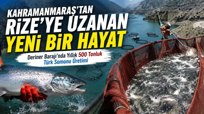 Kahramanmaraş'tan Rize'ye Uzanan Yeni Bir Hayat: Deriner Barajı'nda Yıllık 500 Tonluk Türk Somonu Üretimi
