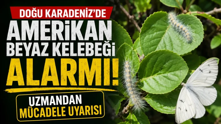 Doğu Karadeniz’de Amerikan Beyaz Kelebeği Alarmı: Uzmandan Mücadele Uyarısı