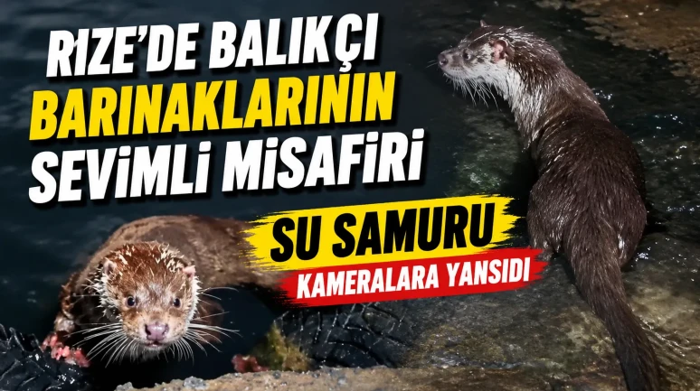 Rize'de Balıkçı Barınaklarının Sevimli Misafiri Su Samuru Kameralara Yansıdı