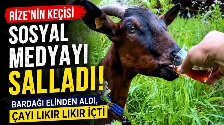 Rize'nin Keçisi Sosyal Medyayı Salladı! Bardağı Elinden Aldı, Çayı Lıkır Lıkır İçti